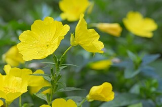 作文精彩开头和结尾摘抄_作文精彩开头和结尾摘抄100字