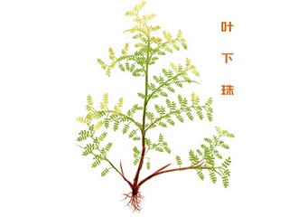 《乡愁》教学设计思路（乡愁教学设计优秀教案）