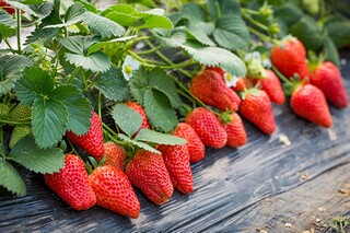 优美的母亲节祝福语短信摘录（优美的母亲节祝福语短信摘录大全）