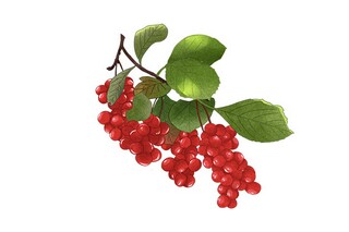 我与我的“花”750字-叙事作文