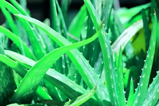 幼儿园中班主题教案《稻子和麦子》（稻子和麦子ppt）