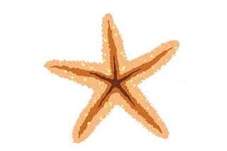 《傅雷家书》读后感（傅雷家书读后感600字初二）