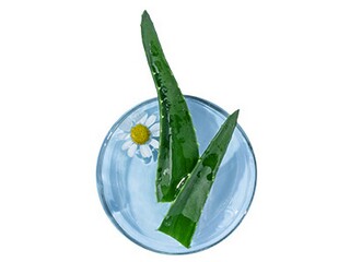 杜鹃花的作文（杜鹃花的作文300字）