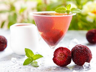 描写植物的作文（描写,植物的作文）