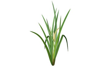 青春的经典句子（青春经典句子诗句大全）