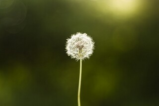 清明的诗词名句（清明的经典诗句大全）