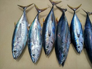 写给母亲诗歌（写给母亲诗歌的诗）