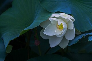 描写思念的现代优美诗句_描写思念的现代优美诗句有哪些