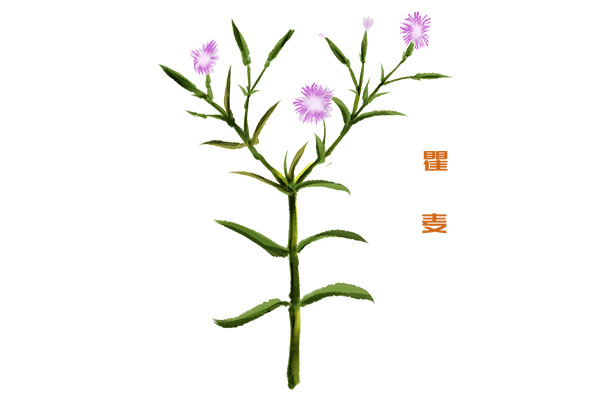 小升初简历自荐信