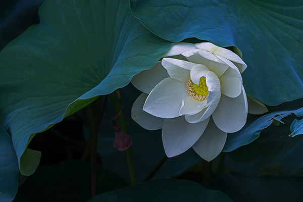 结婚假请假条_结婚请假条模板图片