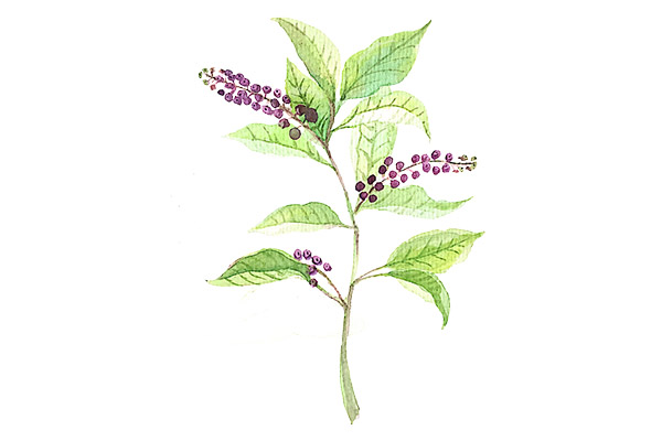 端午节赛龙舟的作文(端午节赛龙舟的作文100字有图片)